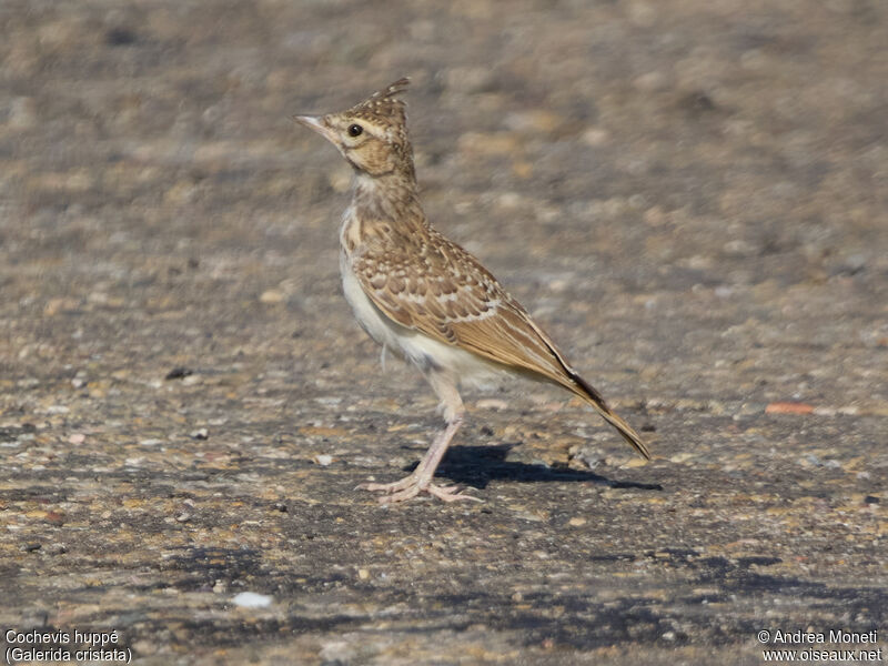 Cochevis huppé, portrait