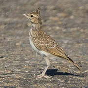 Crested Lark