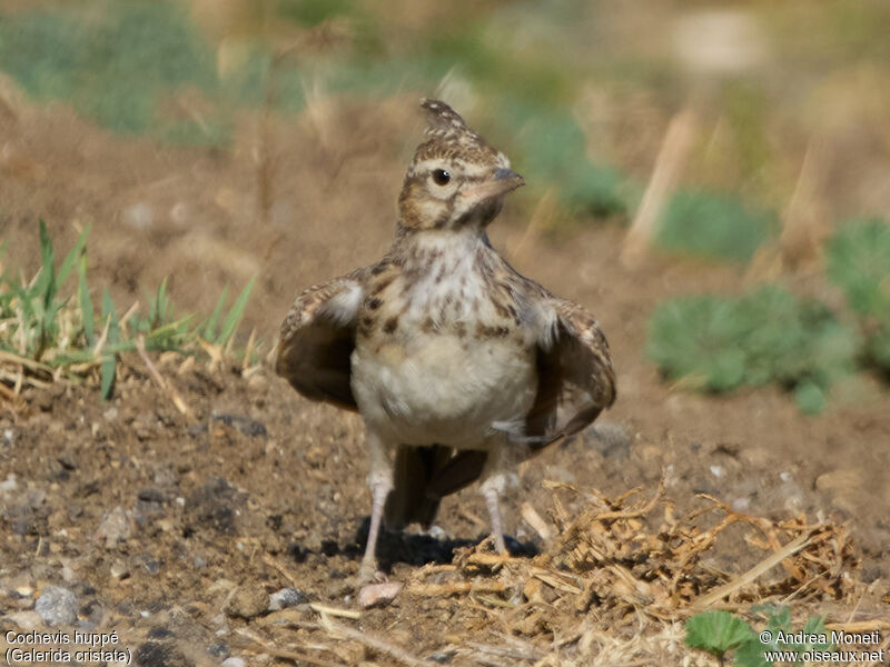 Cochevis huppé, portrait