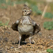 Cochevis huppé