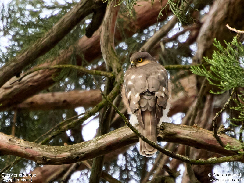 Eurasian Sparrowhawk female adult, close-up portrait, aspect