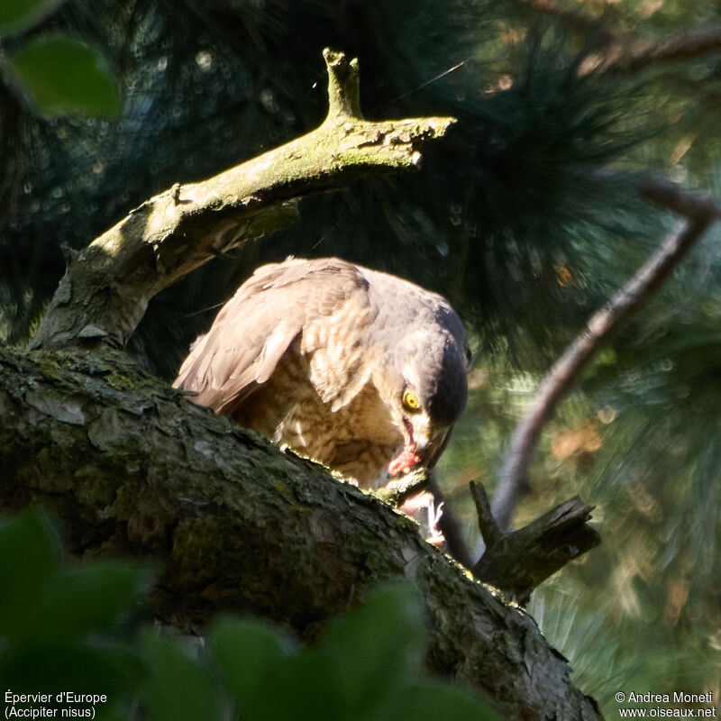 Eurasian Sparrowhawk female adult, close-up portrait, eats