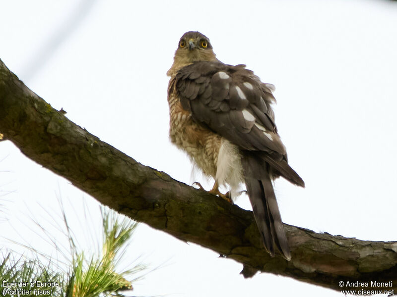 Eurasian Sparrowhawk