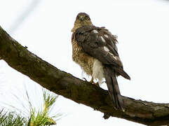 Eurasian Sparrowhawk