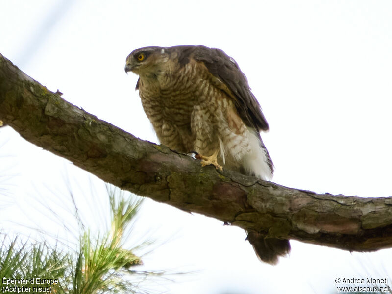 Eurasian Sparrowhawk, close-up portrait