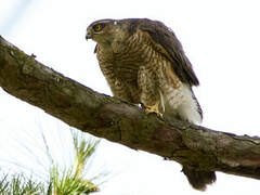 Eurasian Sparrowhawk