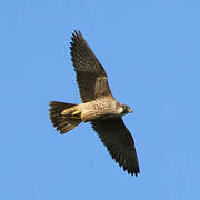 Peregrine Falcon