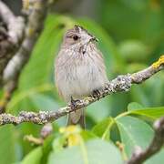 Spotted Flycatcher