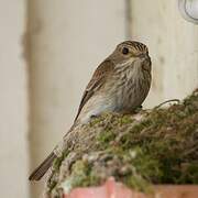 Spotted Flycatcher