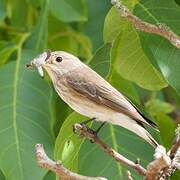 Spotted Flycatcher