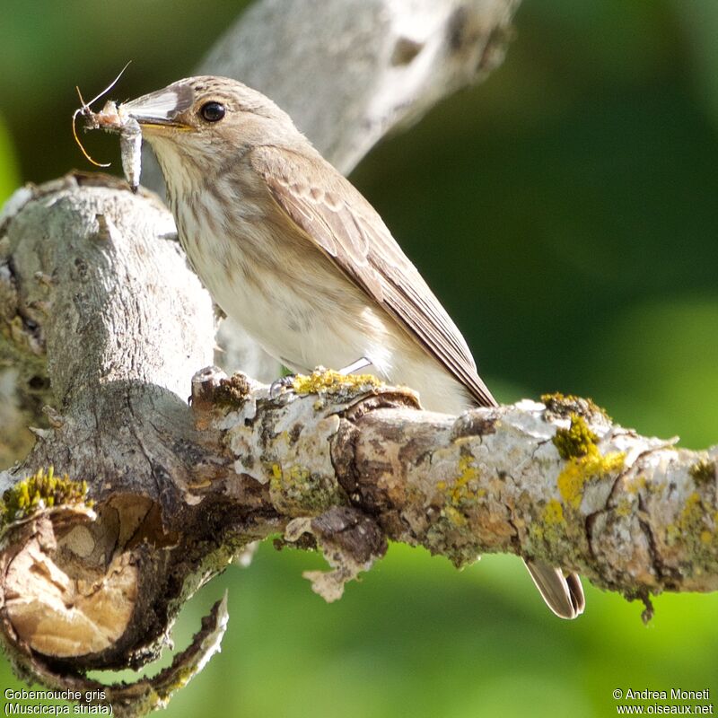 Spotted Flycatcher, feeding habits