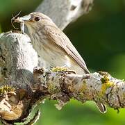 Spotted Flycatcher