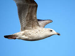 European Herring Gull