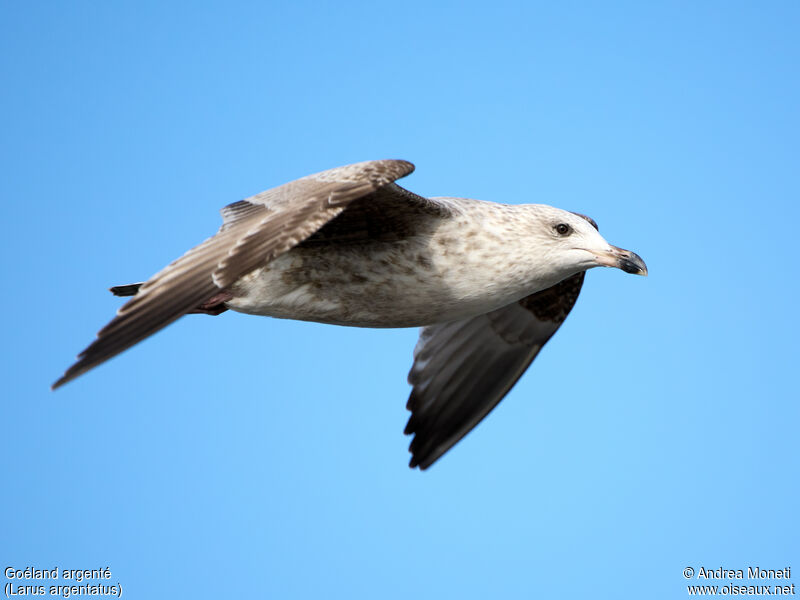 European Herring GullSecond year, Flight