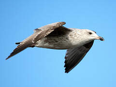 European Herring Gull