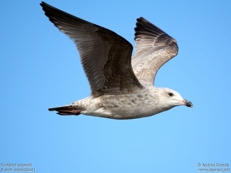 European Herring Gull