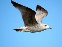 European Herring Gull