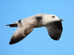 European Herring Gull