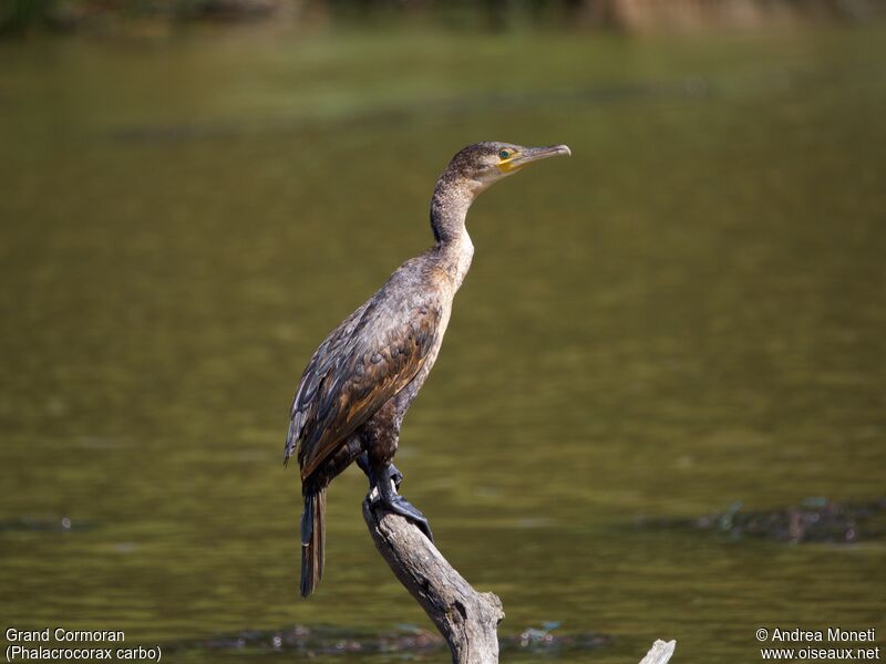 Grand Cormoran, portrait