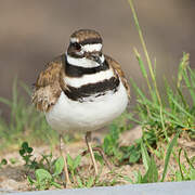 Killdeer