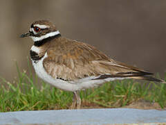 Killdeer