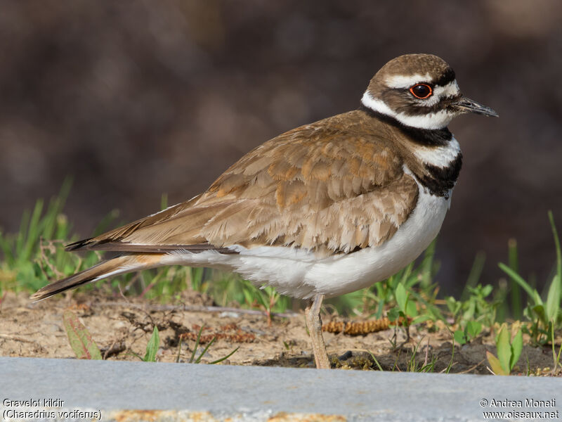 Killdeer