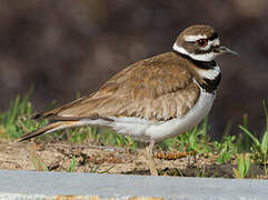 Killdeer