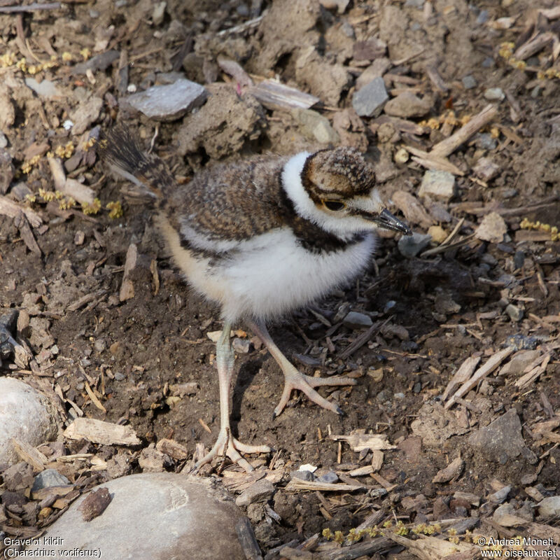 Killdeer