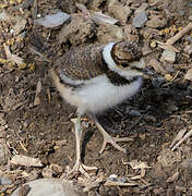 Killdeer