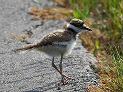 Killdeer