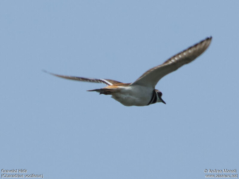 Killdeer, Flight