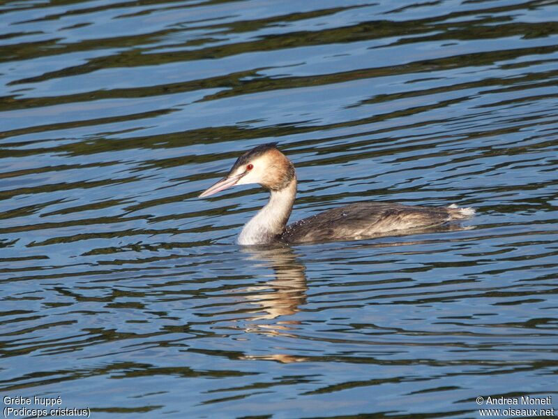 Great Crested Grebe