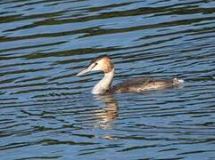 Great Crested Grebe