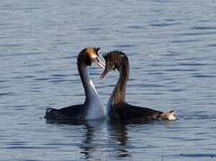 Great Crested Grebe