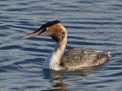 Great Crested Grebe