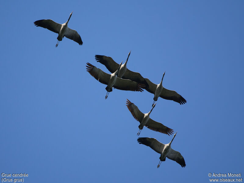 Common Crane, Flight