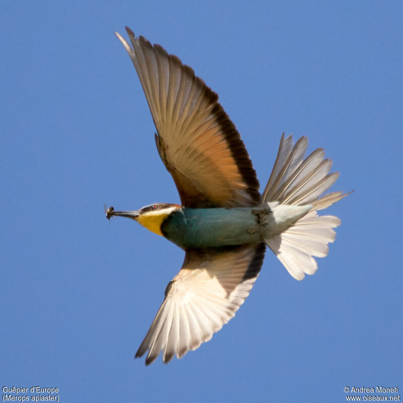 European Bee-eater, Flight