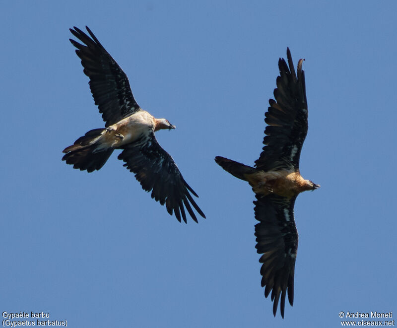 Bearded Vulture, Flight