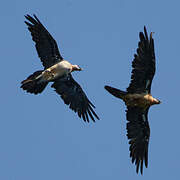 Bearded Vulture