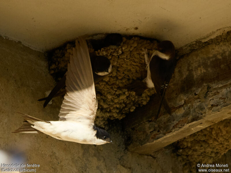 Western House Martin female, Flight