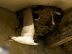 Western House Martin