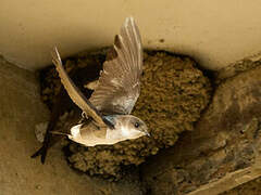 Western House Martin