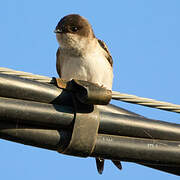 Western House Martin