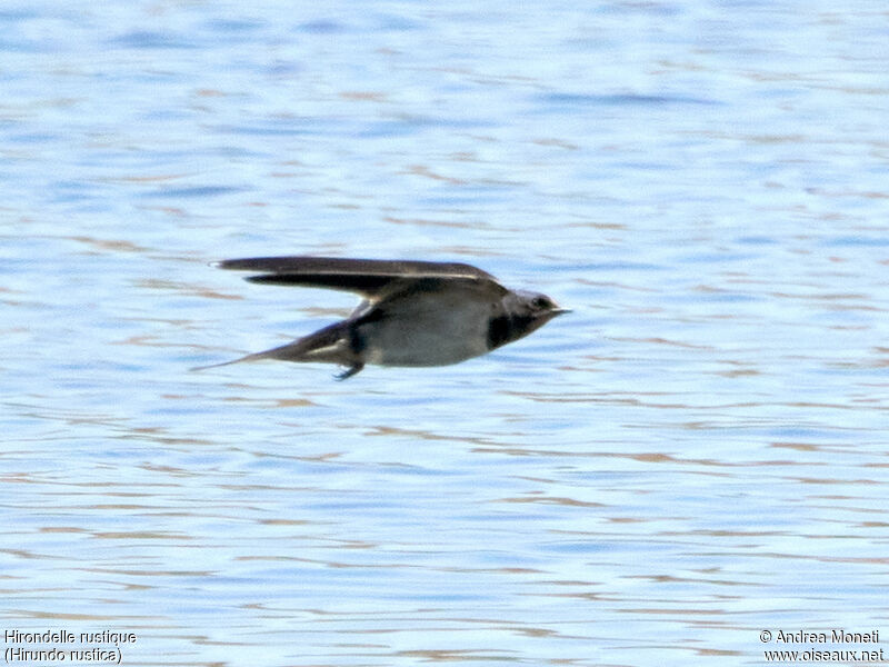 Barn Swallow, Flight