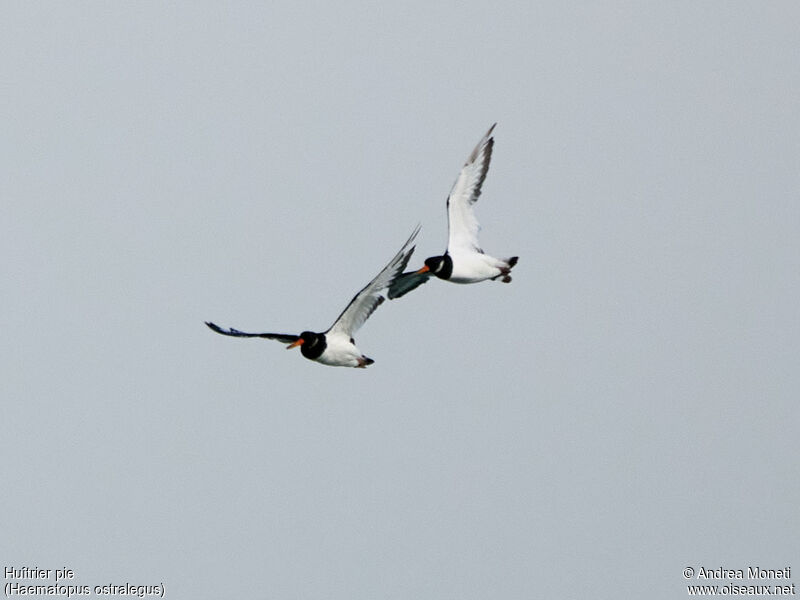 Eurasian Oystercatcher