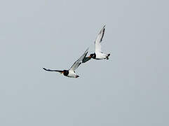 Eurasian Oystercatcher