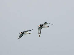 Eurasian Oystercatcher