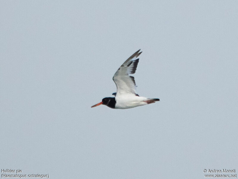 Eurasian Oystercatcher, moulting, Flight