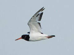 Eurasian Oystercatcher