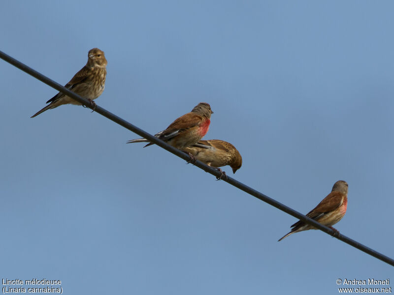 Common Linnet